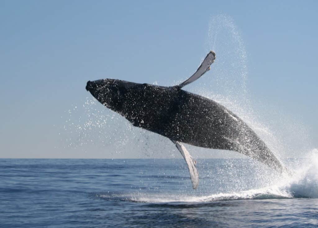 Humpback Whale Calf Breaching