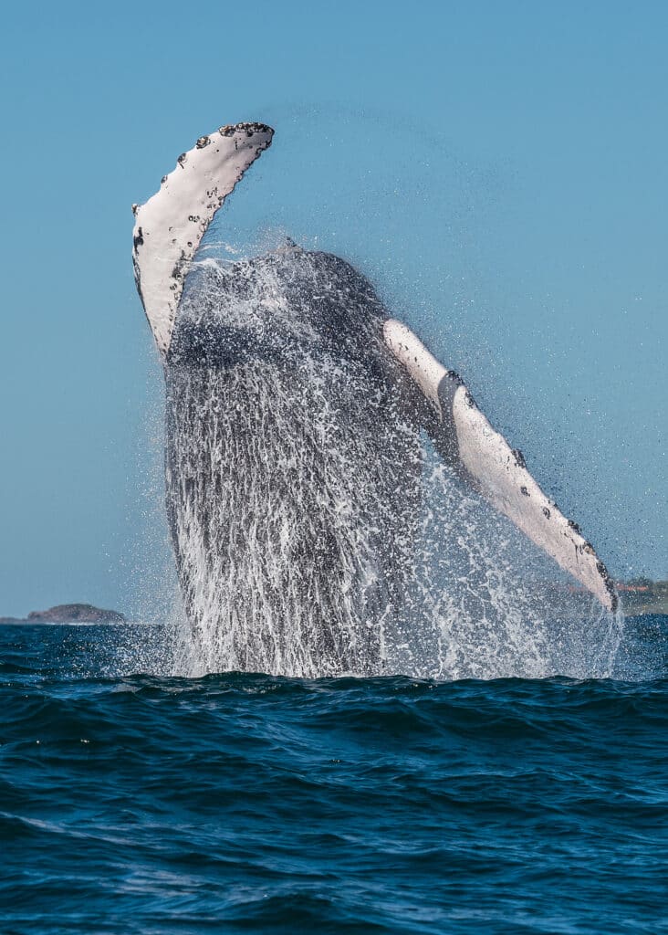 Humpback